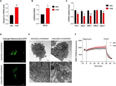 Mitochondrial Function in Enamel Development